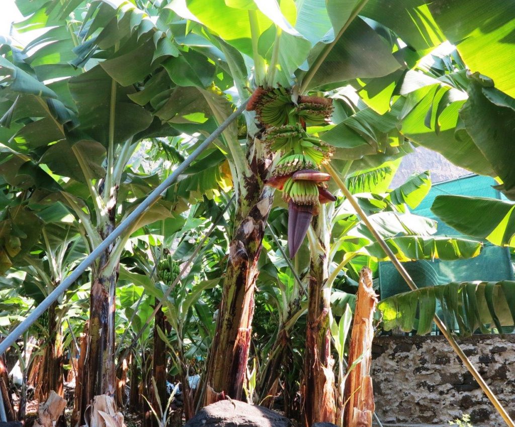 Banana plantation in Madalena do Mar Madeira South tour