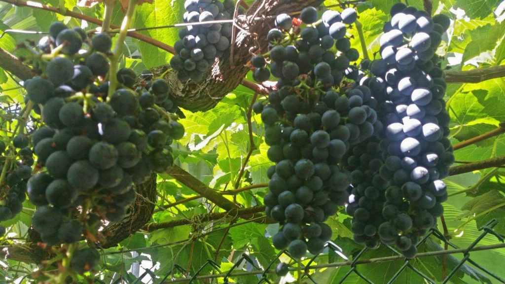 Grapes Madeira Wine on vineyard on Madeira South Tour