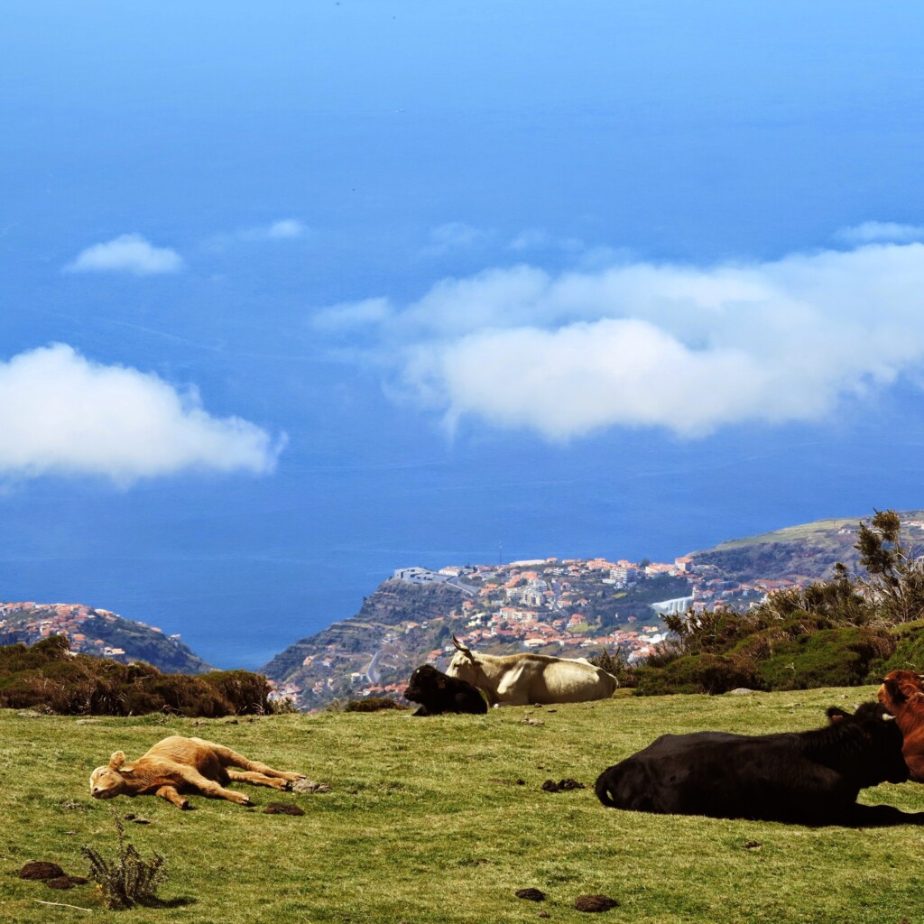 Madeira animals in Paul da Serra on the South tour.